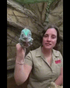 chameleon
