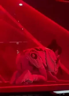 face down ass up